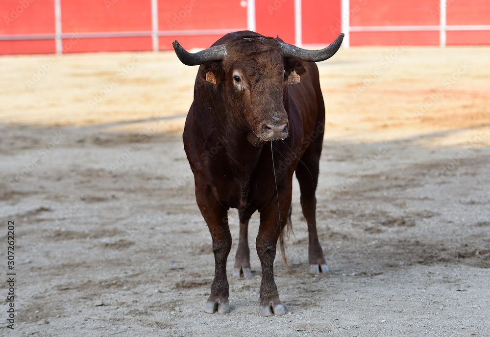 toro español corriendo en una plaza de toro con grandes cuernos toro español corriendo en una plaza de toro con grandes cuernos