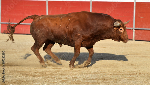 un fuerte toro con grandes cuernos en una plaza de toros