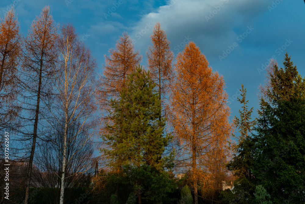 yellow trees in autumn