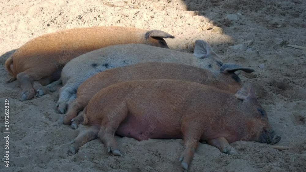 Piglets sleep on the ground. ProRes 10 Bit Mov. Piglets sleep on the ground. ProRes 10 Bit Mov.