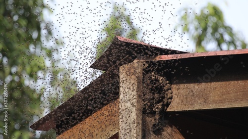 bees swarming a beehive photo