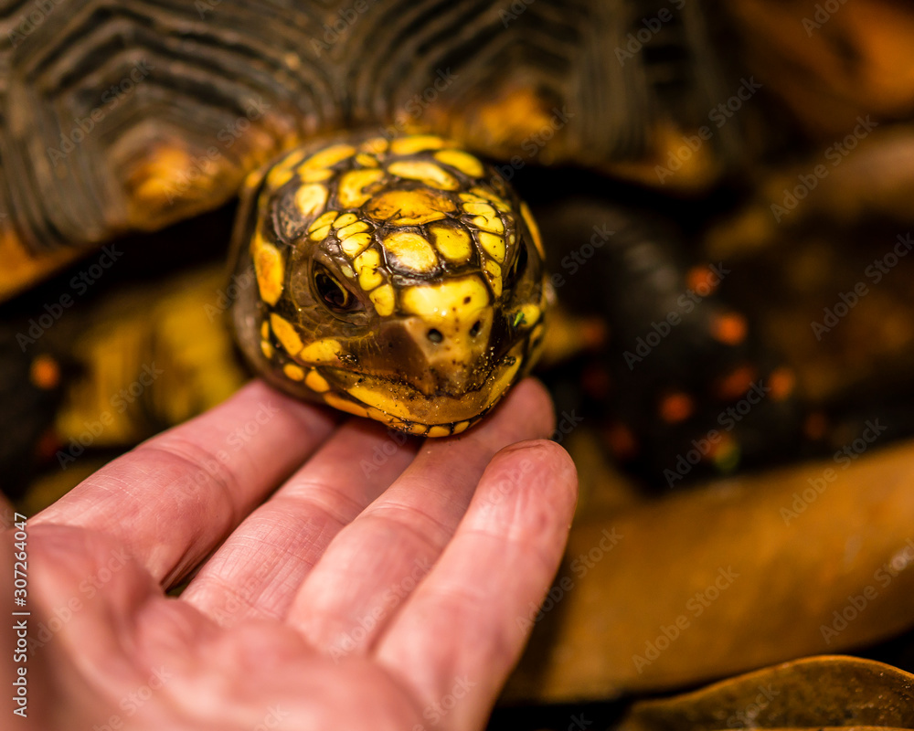 Close-up of red-footed tortoise being stroked under the chin by human hand. Interaction of people and pets Close-up of red-footed tortoise being stroked under the chin by human hand. Interaction of people and pets