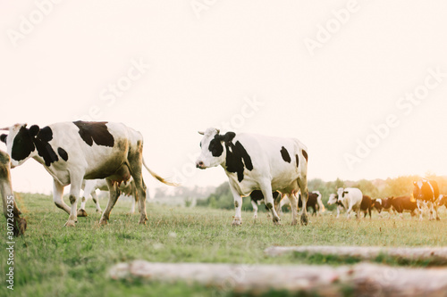 Cows on a summer pasture. © zadorozhna