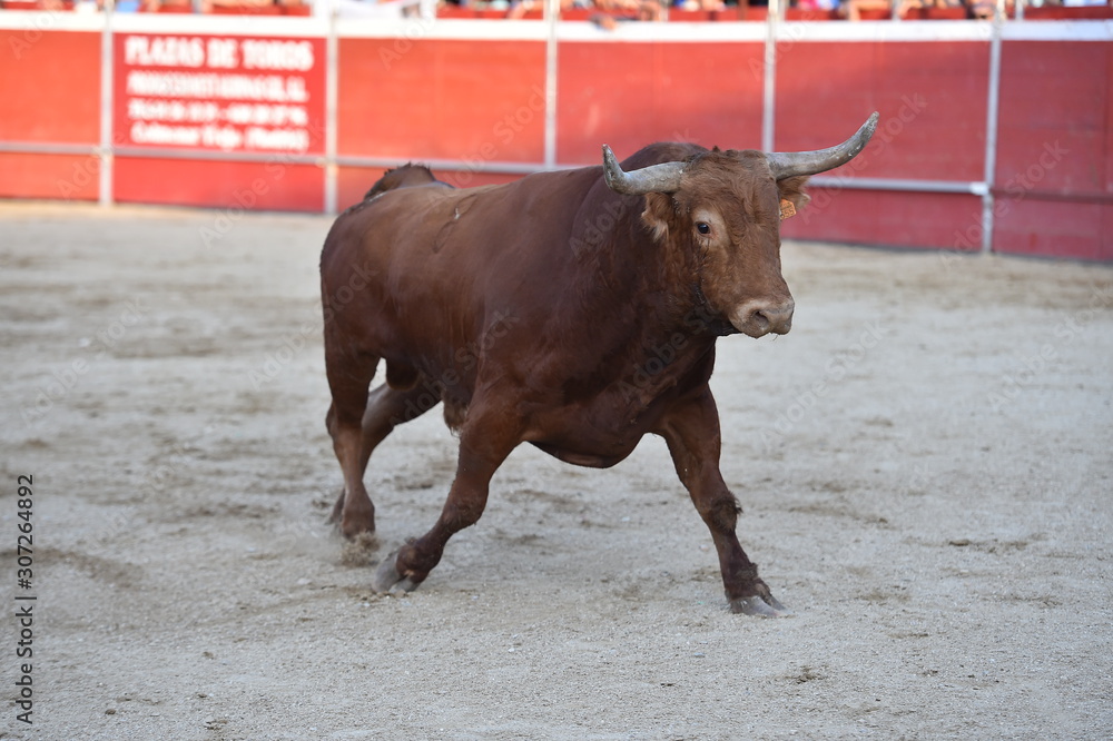 toro español en una plaza de toros toro español en una plaza de toros