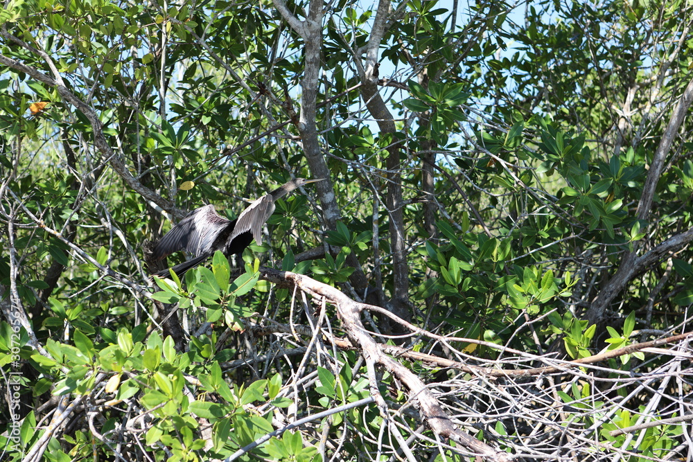 Fototapeta premium Kormoran