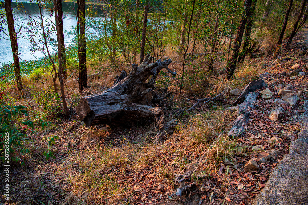 bench in the forest bench in the forest
