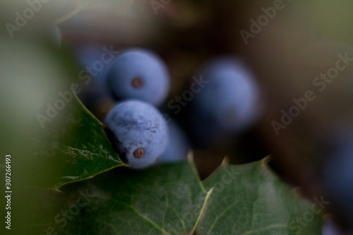 Juniper berry in autumn close up