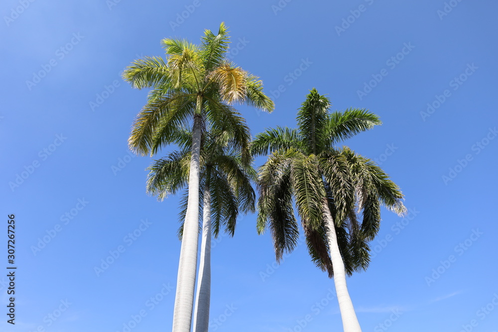 Obraz premium Palmen Serie