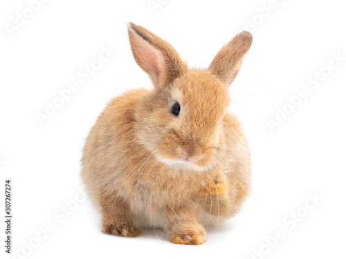 Lovely red-brown rabbit sitting and scratch isolated on white background.