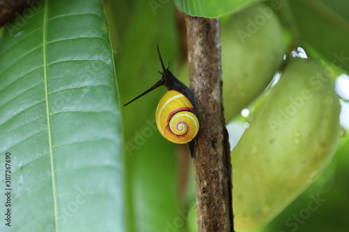 Polymita-Schnecke photo