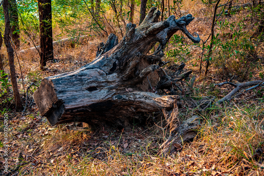 Fototapeta premium bench in the forest