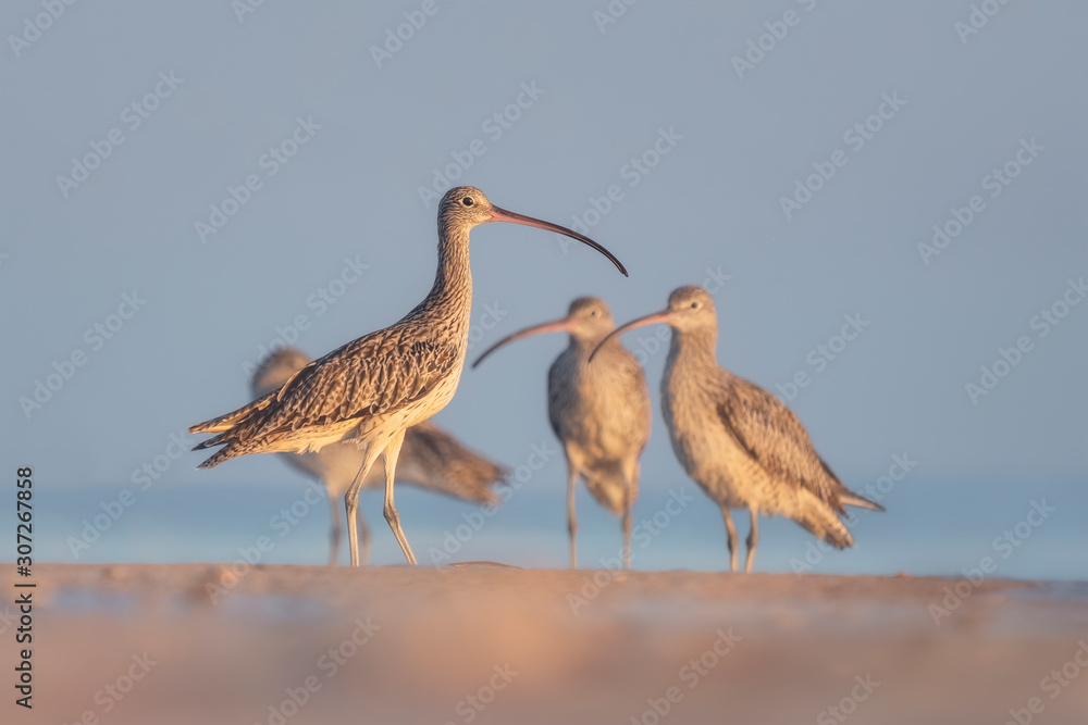 Eastern curlews on beach in northern Australia Eastern curlews on beach in northern Australia