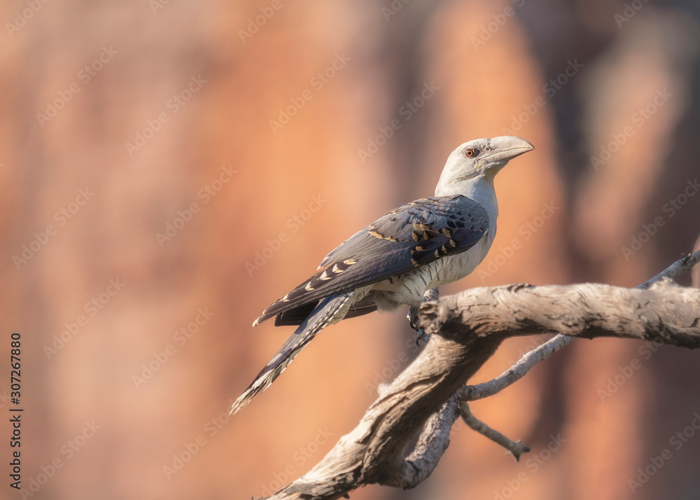 Fototapeta premium Juvenile channel-billed cuckoo perched on branch