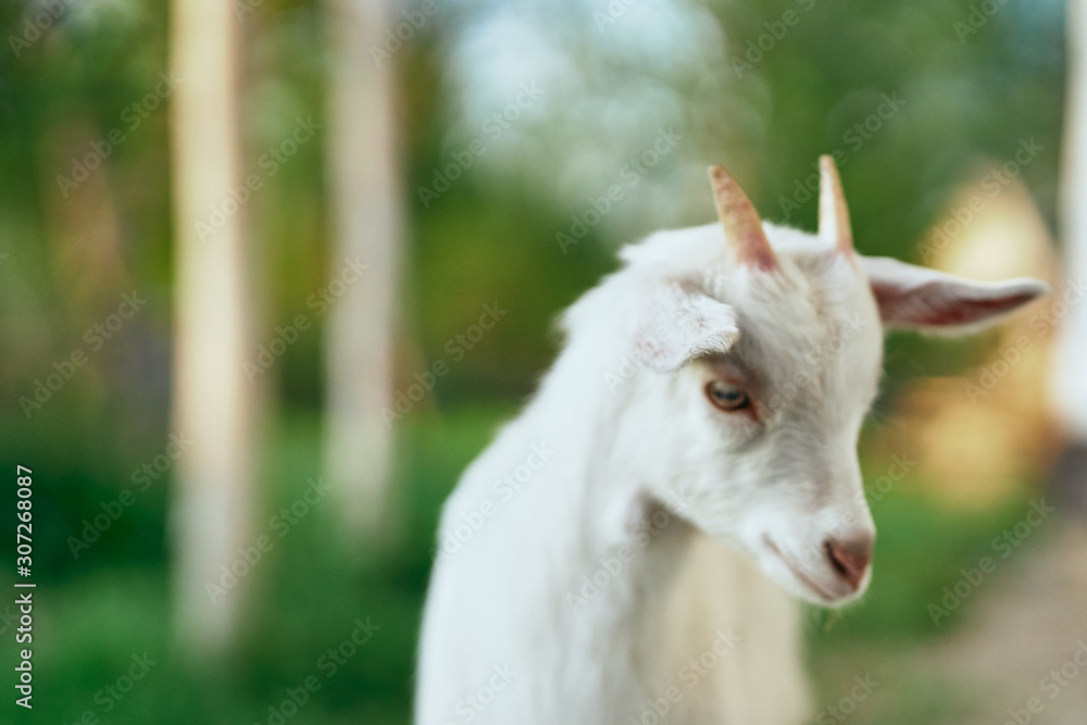 portrait of a goat portrait of a goat