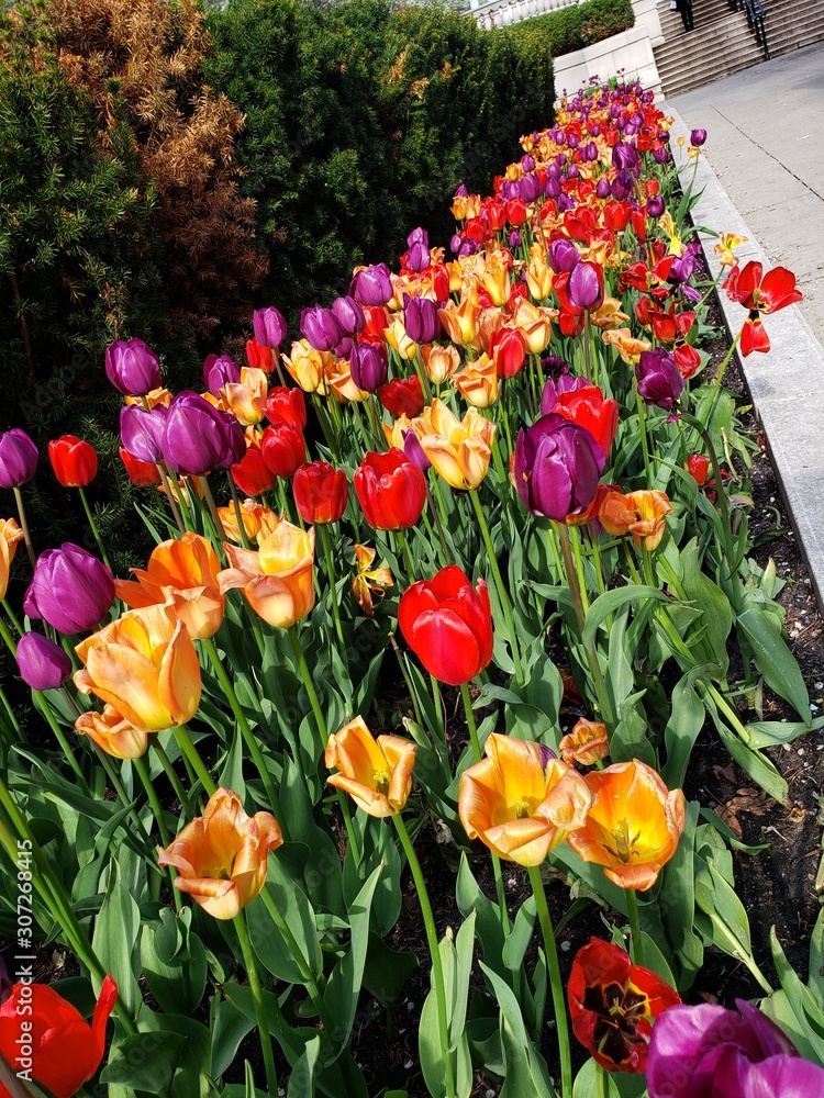 Obraz premium tulips in the garden