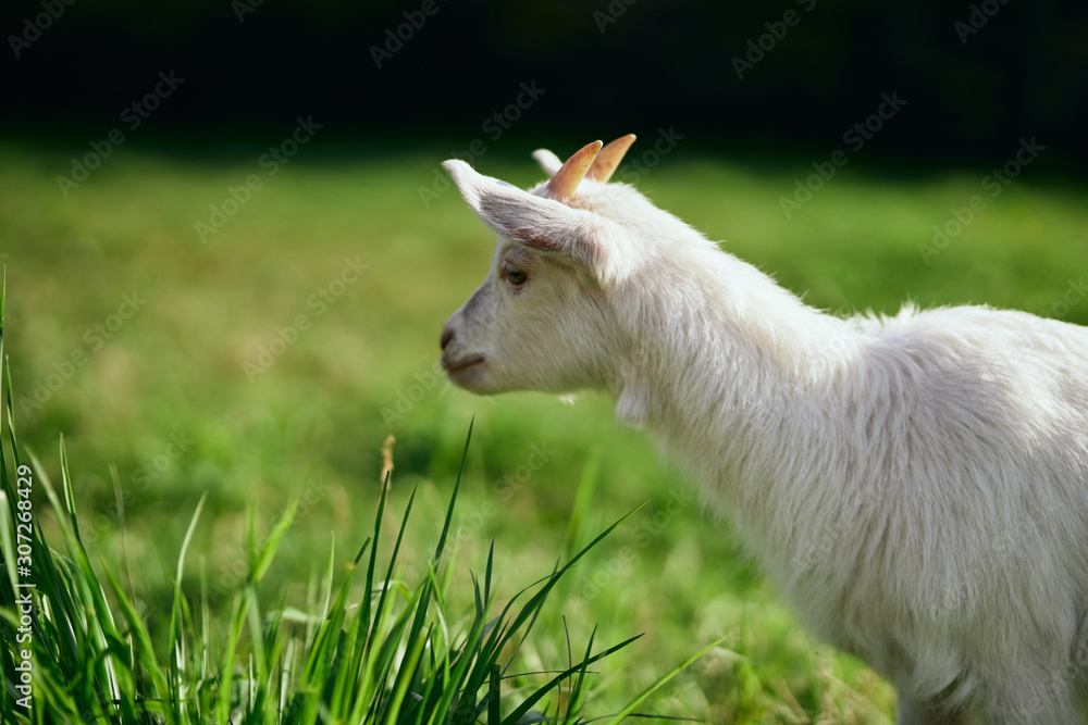 Obraz premium goat on green grass