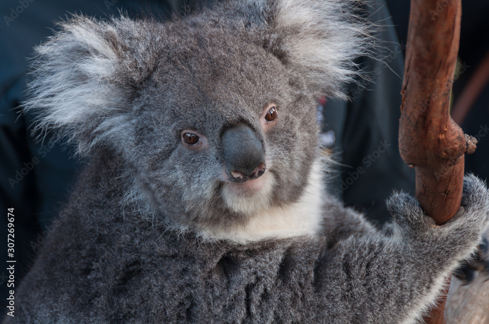 Naklejka premium potrait of cute koala bear animal on a eucalyptus tree