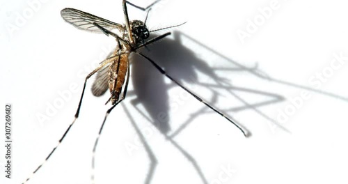 Mosquito , (Aedes aegypti) on white background. Dead mosquitoes.