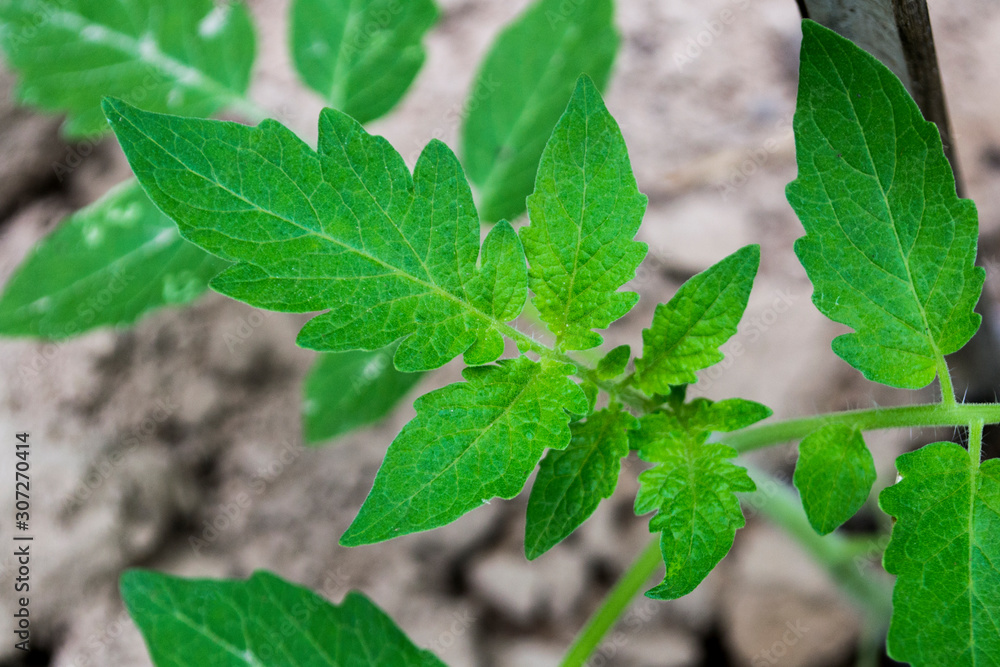 Planting tomatoes, the tomato leaves are green. Planting tomatoes, the tomato leaves are green.