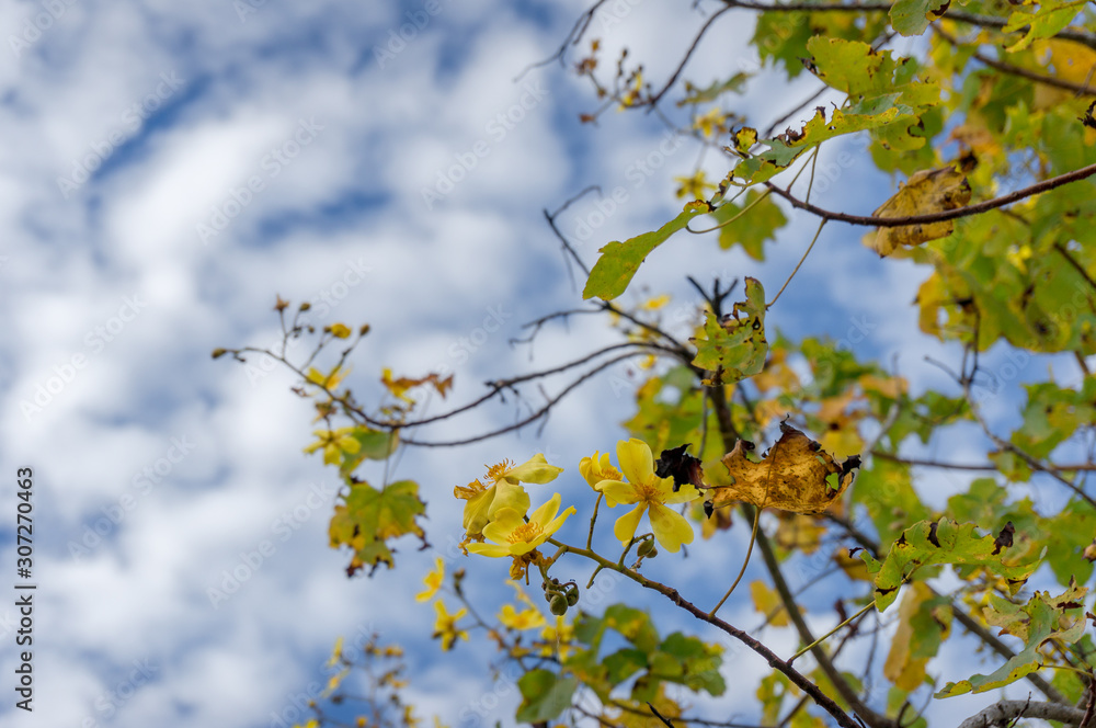 Australian native tree kapok bush with bright yellow flowers Australian native tree kapok bush with bright yellow flowers