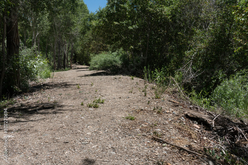 A pathway along the Red River in New Mexico. photo