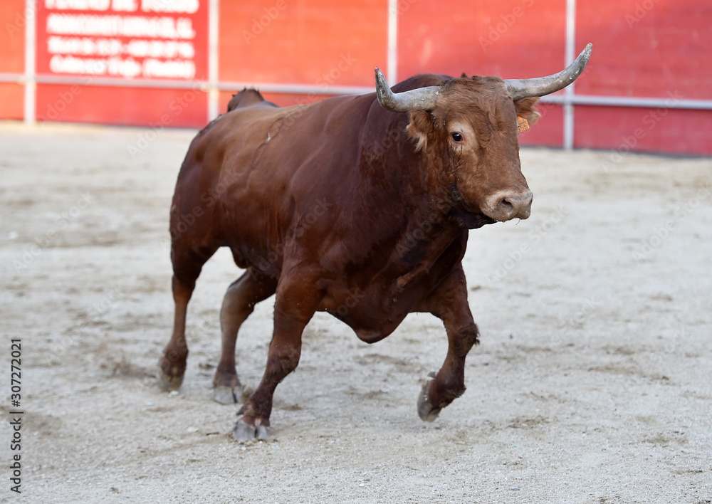 toro en españa con grandes cuernos en una plaza de toros toro en españa con grandes cuernos en una plaza de toros