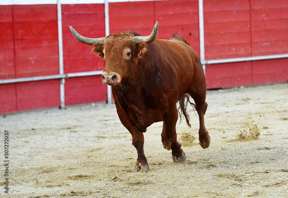 toro en españa con grandes cuernos en una plaza de toros toro en españa con grandes cuernos en una plaza de toros