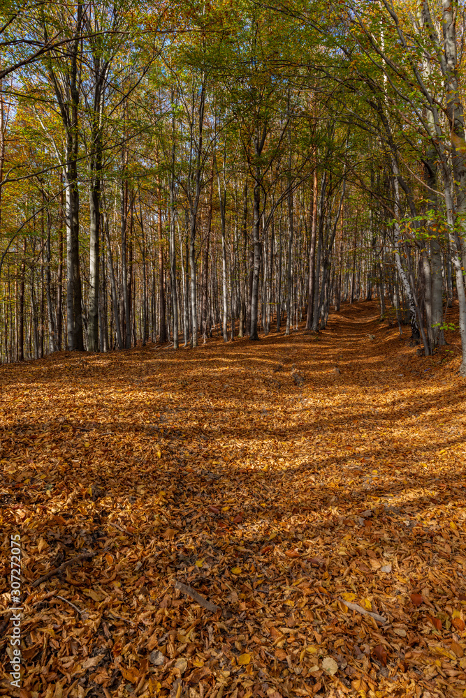 path in forest cover with leaves at autumn