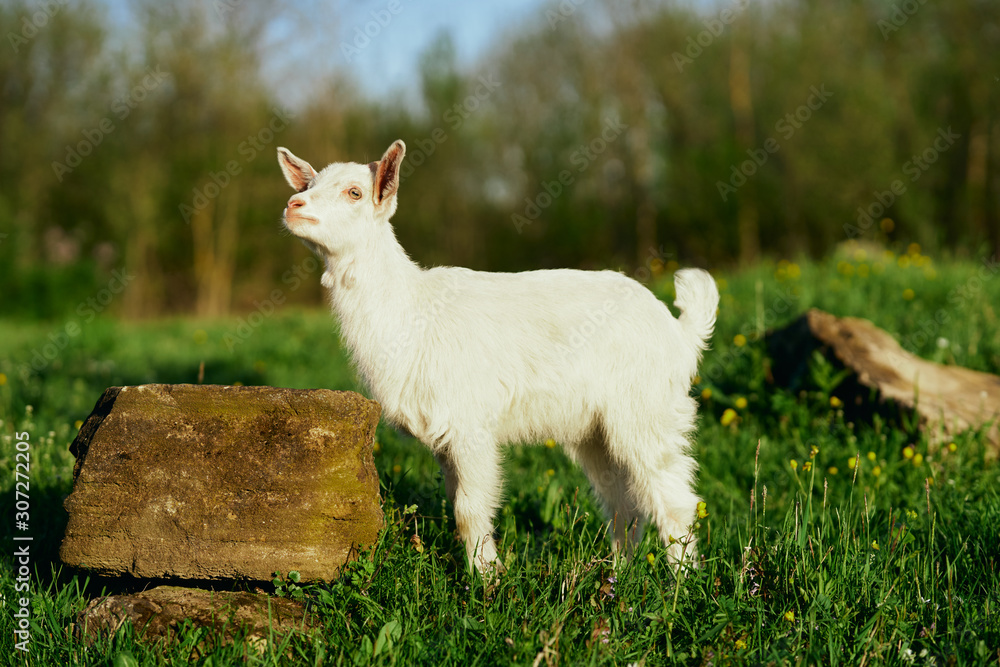 Obraz premium goat on green grass