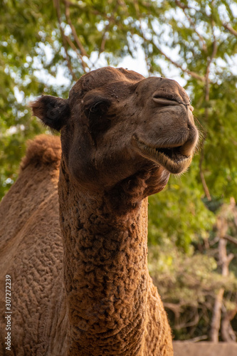 camello 