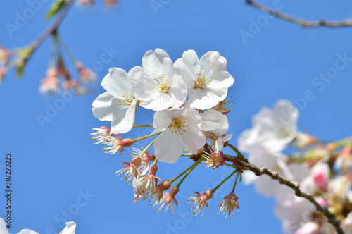 青空を背景として、神代曙と推定されるサクラの樹の枝の花をローアングルで撮影した写真