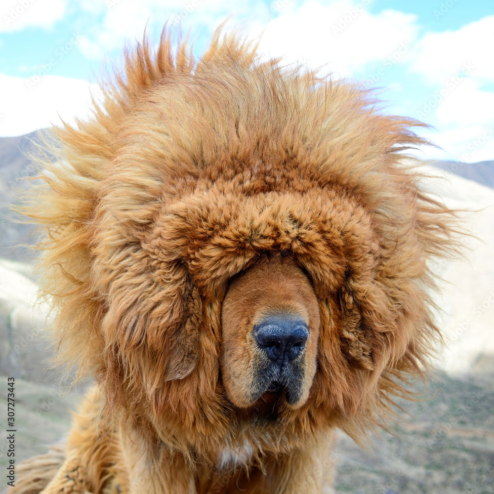 Fototapeta premium A portait of a brown Tibetan Mastiff suggests the windy climate can be a blinding challenge for these loyal guard dogs of in the Tibet Autonomous Region of China.