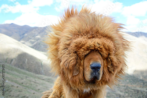 The lion-like mane of a Tibetan Mastiff blows wildly in the windy climate of Tibet Autonomous Region in China.  photo