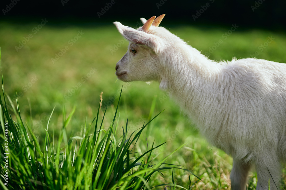 Obraz premium goat on green grass