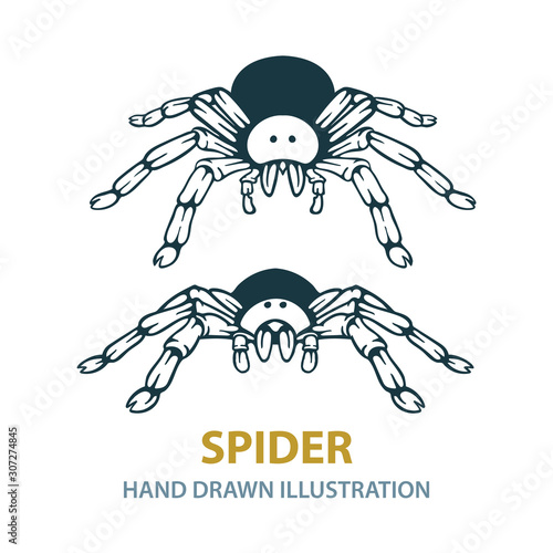 Spider. Hand drawn black spider silhouette. Spider sketch drawing. Spider tattoo.