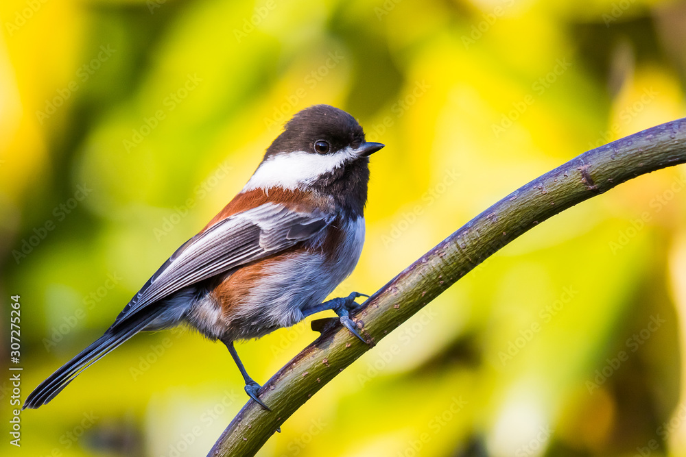 Obraz premium Chestnut-backed Chickadee Perching on a Maple Branch