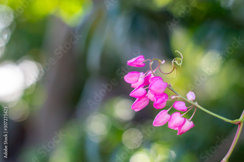 flowers on green background