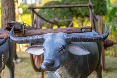 buffalo in the farm