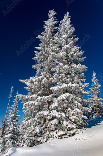 Snow Covered Trees in Cedar Breaks National Monument