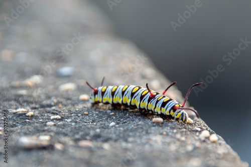 caterpillar on leaf