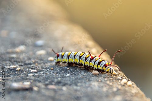 caterpillar on a leaf