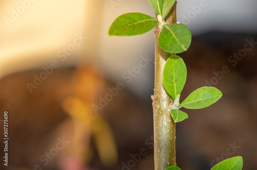 green leaves of a tree
