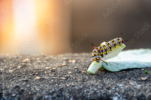 shell on the beach