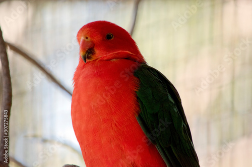 this is a close up of an Australian king parrot © susan flashman