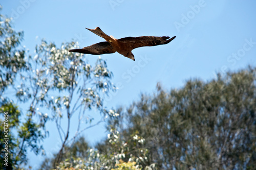 the black kite i making a low pass over the trees