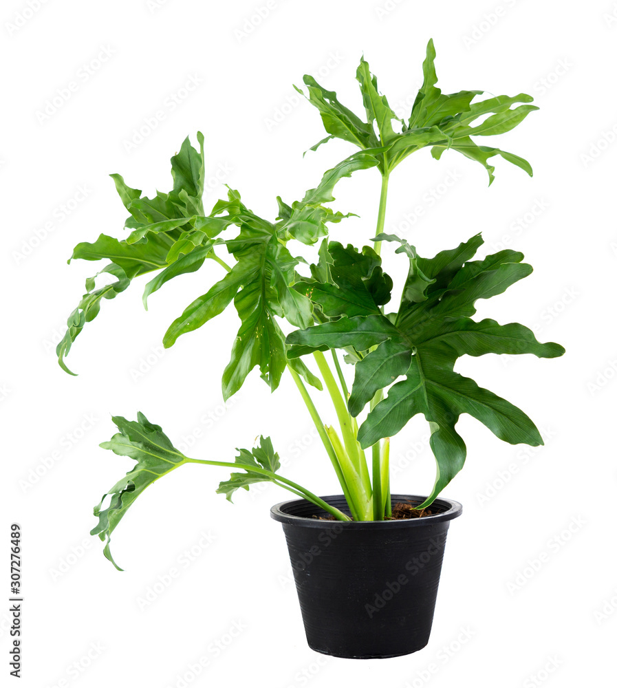 Philodendron indoor house plant in the black pot for decorate home or interior design and make fresh air in garden on white background. Philodendron indoor house plant in the black pot for decorate home or interior design and make fresh air in garden on white background.