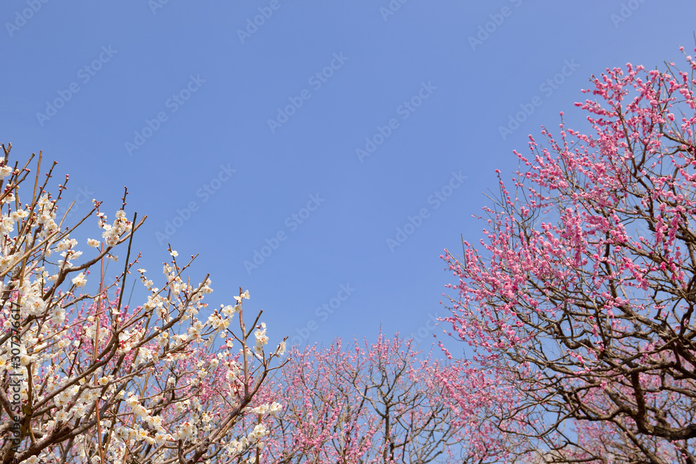 吉野公園の梅林 吉野公園の梅林