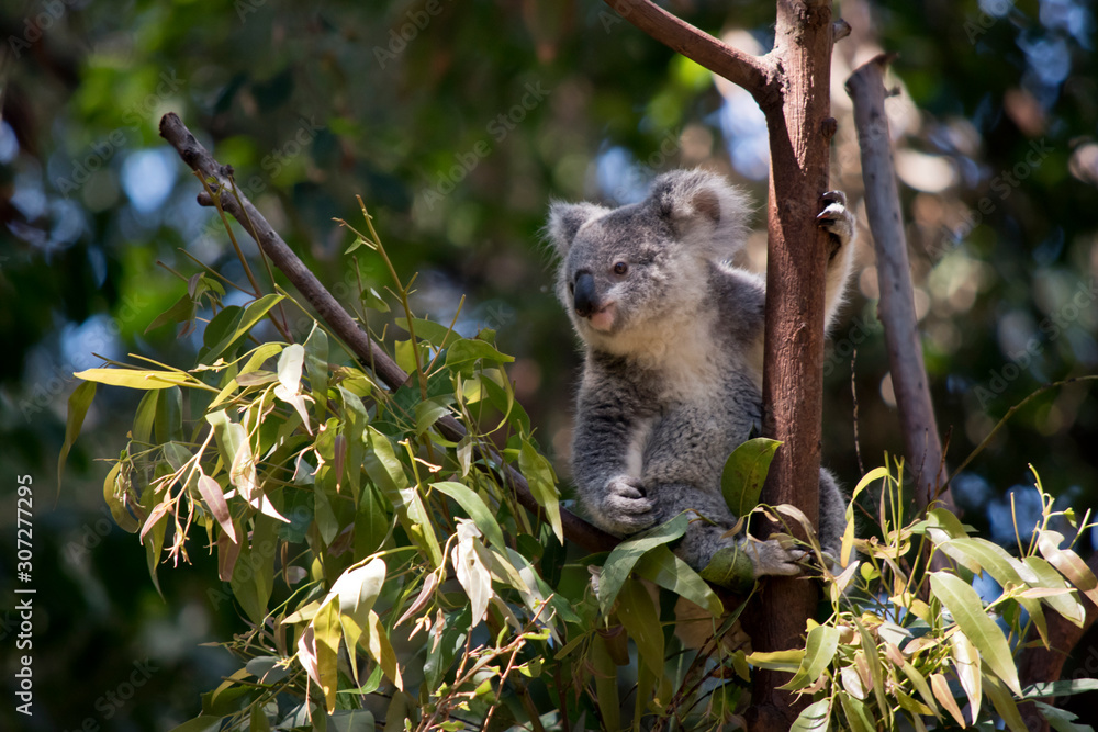 Fototapeta premium the koala is eating leaves