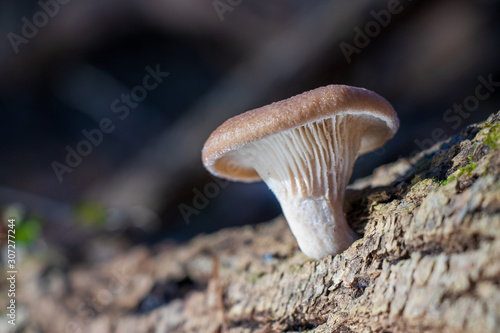 Pleurotus ostreatus - Oyster Mushroom