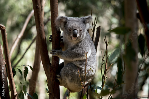 Fototapeta Naklejka Na Ścianę i Meble -  the koala is climbing down the tree